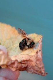 Des abeilles pour demain movie poster