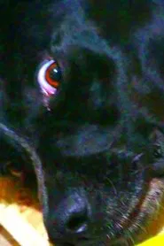 Hat, Where Is It? movie poster