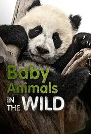 Baby Animals In The Wild tv show poster