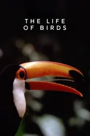 Poster da série The Life of Birds