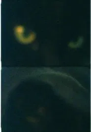Max movie poster