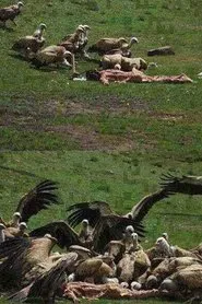 Poster do filme Celestial Burial