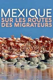 Mexique, sur les routes des migrateurs movie poster
