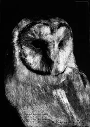 The Boy and the Owl movie poster