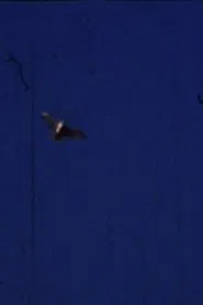 Flying Fish movie poster