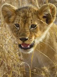 Poster da série Serengeti - La grande cavalcade des animaux