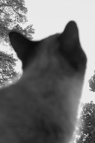 But Everyone Else Was Crying movie poster