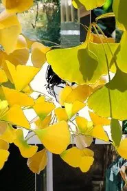 Poster do filme a love letter - Experimental Film 2021