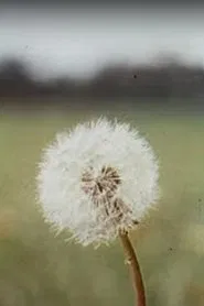 Shell Spirit movie poster