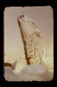 Lamb movie poster