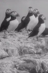 Nursery Island movie poster