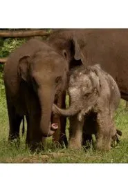 Sri Lanka: Elephant Island movie poster
