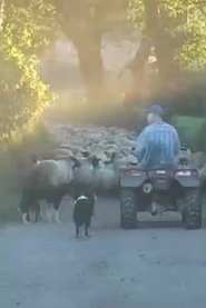 Farm Film movie poster