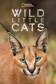 Wild Little Cats movie poster