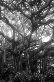 Forever and Forever movie poster