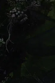 Lost Gardens movie poster