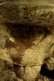 The Mermaids, or Aiden in Wonderland movie poster