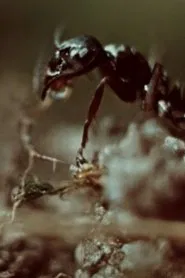 Ant Trails movie poster