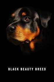 Black Beauty Breed movie poster