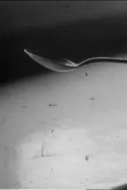 Tea Spoon movie poster