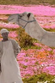 The Future Was Desert movie poster