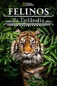 Poster do filme Felinos da Tailândia