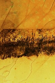 The Sight movie poster