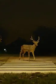 Canon: Urban Deer movie poster