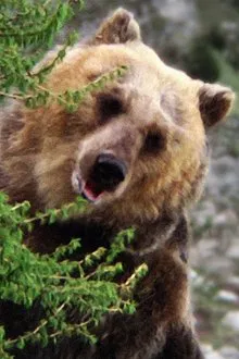 Bozo the Bear profile picture