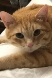 Garfield the Cat profile picture