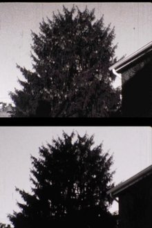 43 street Treelapse movie poster