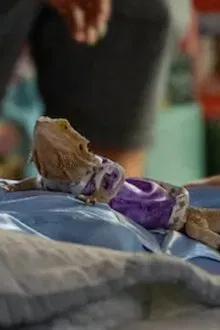 Fay the Lizard profile picture