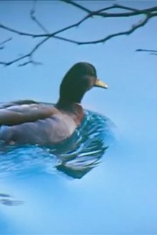 Canards movie poster