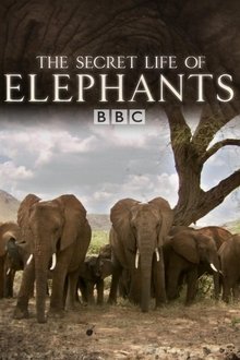 The Secret Life of Elephants movie poster