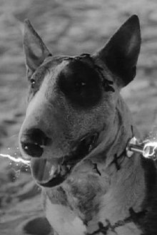 Foto de perfil de Sparky