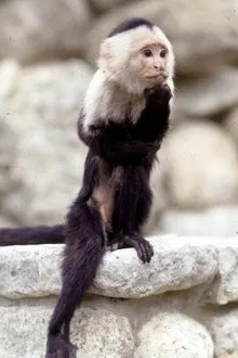 Binx the Monkey profile picture