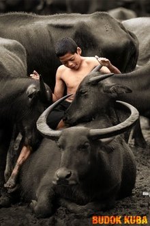 Poster do filme Budok Kuba