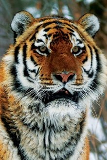 Operation Snow Tiger tv show poster