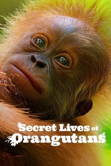 Secret Lives of Orangutans movie poster