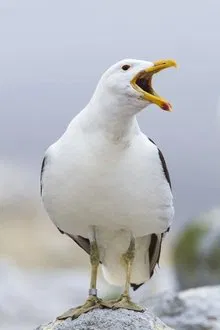 Sully Seagull profile picture