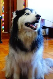 Foto de perfil de Taro