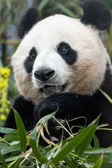 Ai Bao profile picture