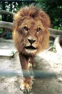 Caesar the Lion profile picture