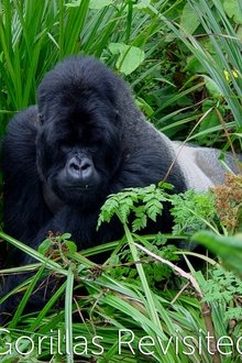 Gorillas Revisited with Sir David Attenborough movie poster