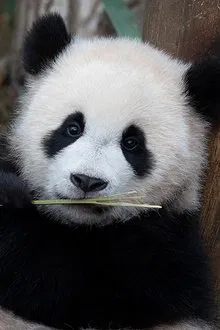 Hui Bao profile picture