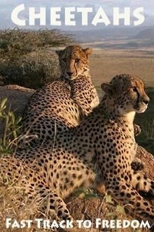 Cheetahs: Fast Track to Freedom movie poster