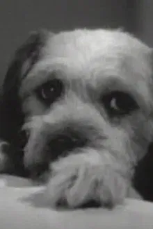 Daisy profile picture