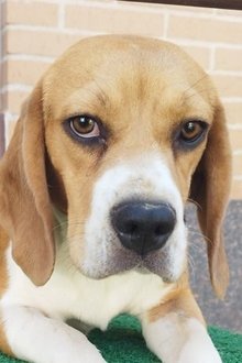 Foto de perfil de Arya Stark