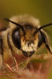 Buzz Bee profile picture