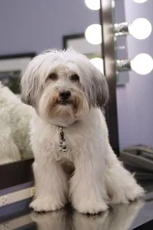 Pudsey profile picture